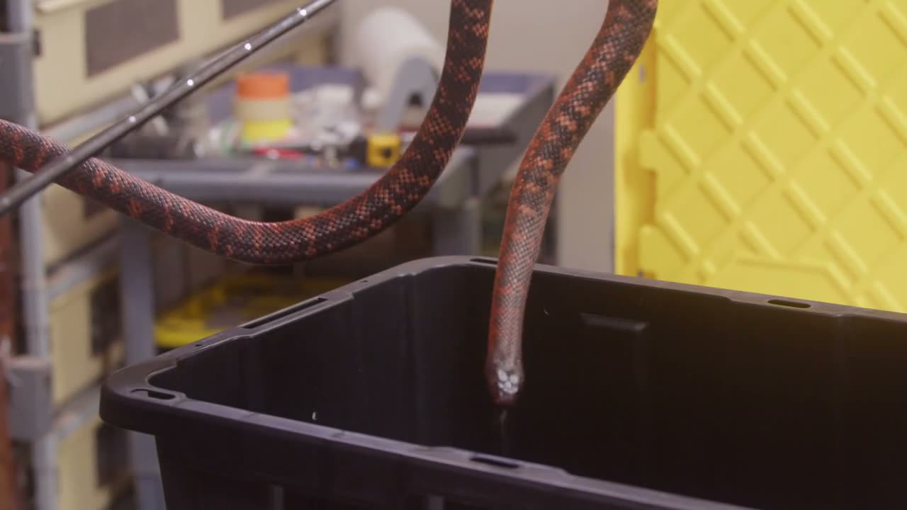 Venomous